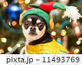 Christmas Chihuahua 11493769