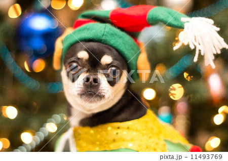 Christmas Chihuahua 11493769