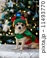 Christmas Chihuahua 11493770