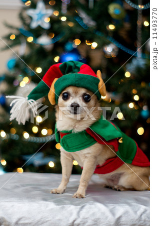 Christmas Chihuahua 11493770