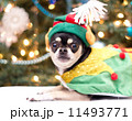 Christmas Chihuahua 11493771