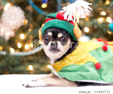 Christmas Chihuahua 11493771