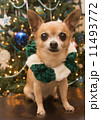Christmas Chihuahua 11493772