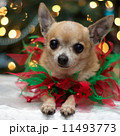 Christmas Chihuahua 11493773