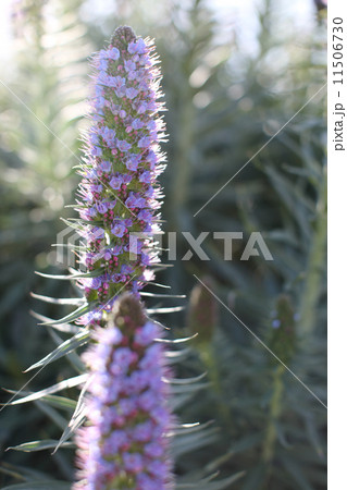 Purple Lilacs 11506730