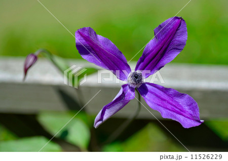 クレマチス 11526229