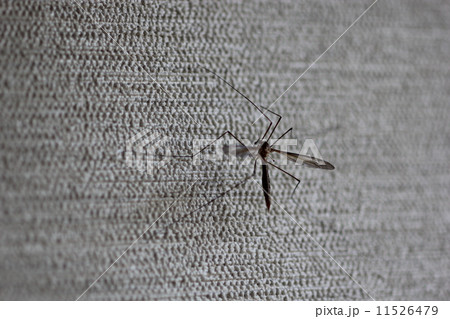 キリウジガガンボ 11526479