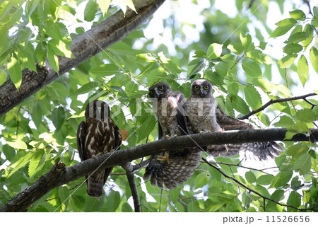 アオバズク 11526656