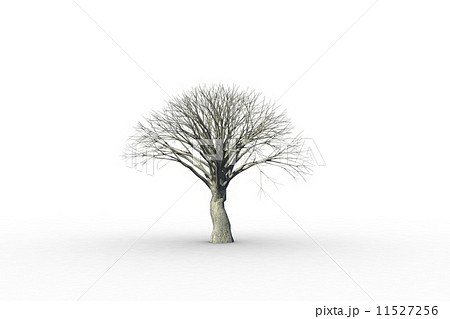 Dead tree with no leaves 11527256