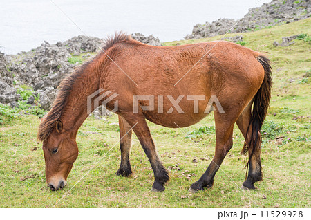 与那国馬 11529928