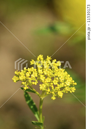 オミナエシ（女郎花） 11530173