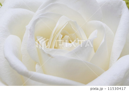 white rose white rose 11530417