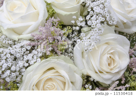 White Roses 11530418