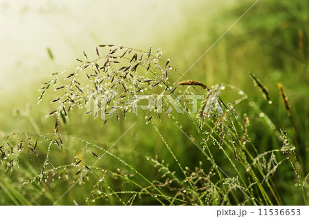 Morning beauty 11536653