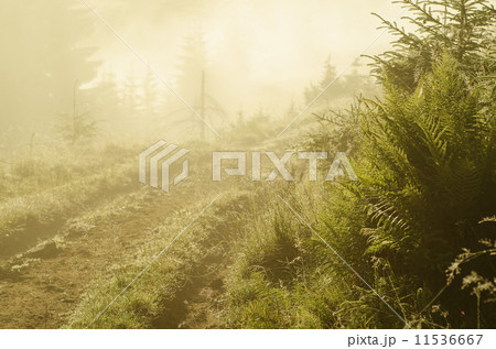 Foggy morning  landscape 11536667