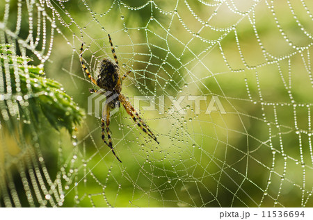 Large spider in the web 11536694