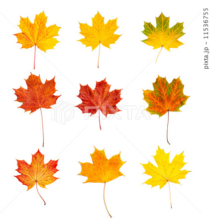 Autumn leaves set 11536755