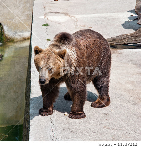 Brown bear at zoo Brown bear at zoo 11537212