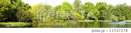 Lush forest Lush forest 11537278