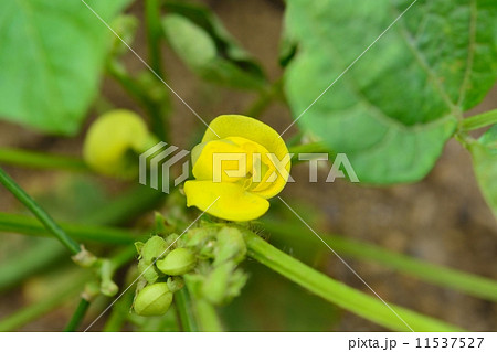 アズキの花 11537527