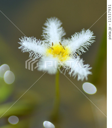 水中花 11537931