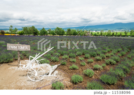 北海道　富良野　ラベンダー畑 11538096