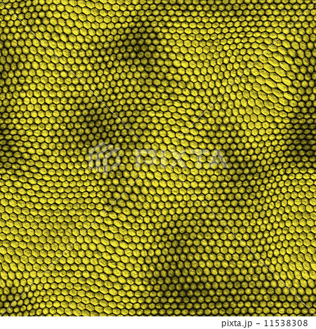 snake skin snake skin 11538308