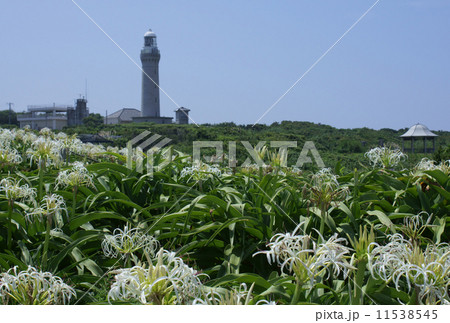 ハマユウと角島灯台 11538545