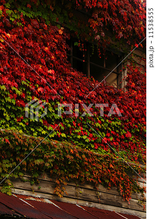 蔦紅葉　 11538555