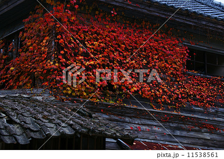 蔦紅葉 11538561