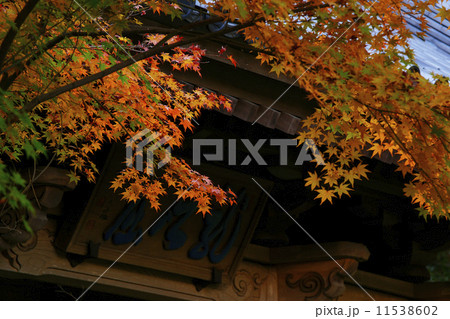 紅葉 紅葉 11538602