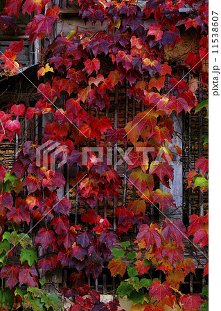 蔦紅葉 蔦紅葉 11538607