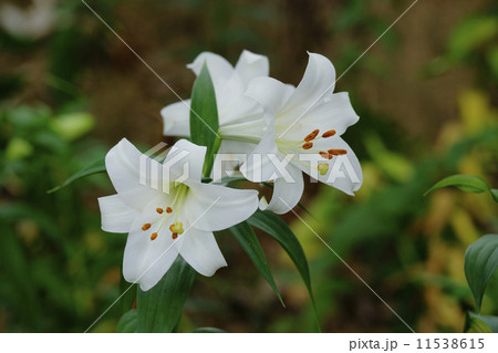 白百合 白百合 11538615