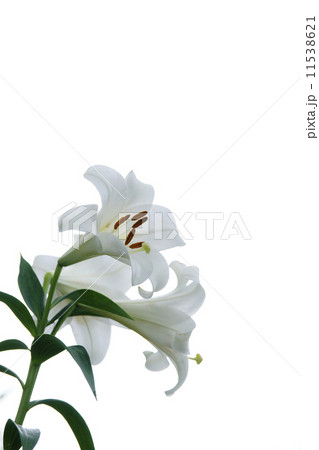 白百合 白百合 11538621