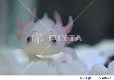 ウーパールーパー 11538652