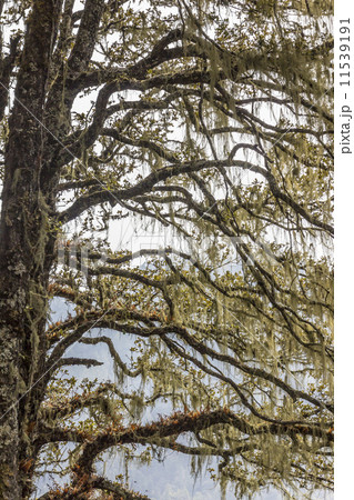 beard Lichens 11539191