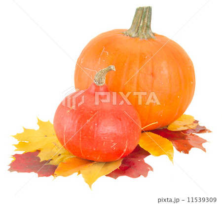 raw pumpkins and fall leaves 11539309