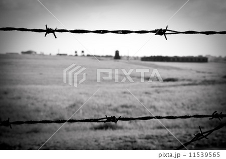 barbed wire fence in concentration camp barbed wire fence in concentration camp 11539565
