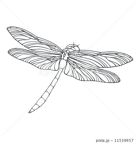 Vector Outline Dragonfly Illustration Isolated のイラスト素材