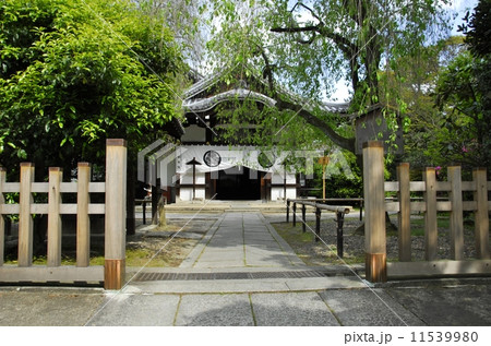 京都養源院の参道風景 京都養源院の参道風景 11539980