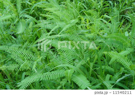 クララの若葉 11540211