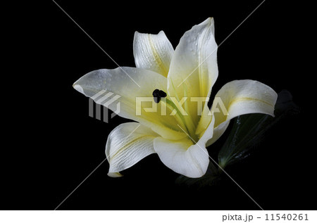 white lily flower on black background Clipping path included 11540261