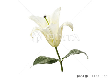 White Lily isolated on white background Clipping path included 11540262