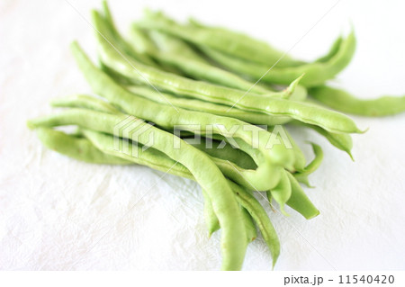 いんげん　白バック 11540420