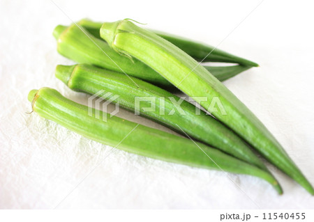 オクラ 白バック オクラ 白バック 11540455