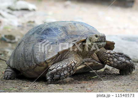 turtle 11540573