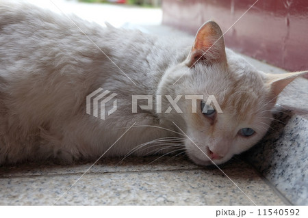 石段にすり寄って眠りそうな白猫 11540592