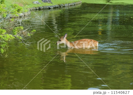 Water background, deer, zoo Water background, deer, zoo 11540627