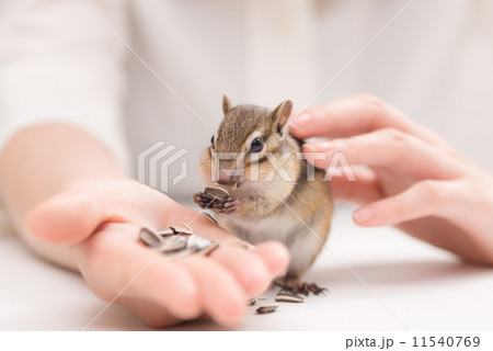 手の平のひまわりの種を食べるシマリス 11540769