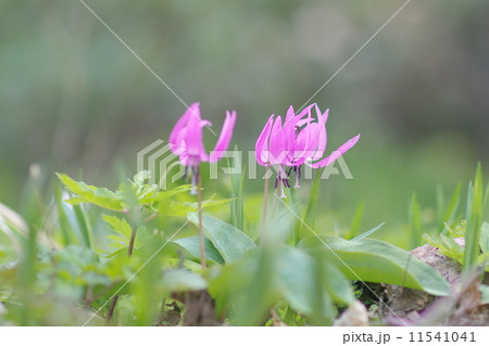 北海道の絶景地のカタクリの花 11541041
